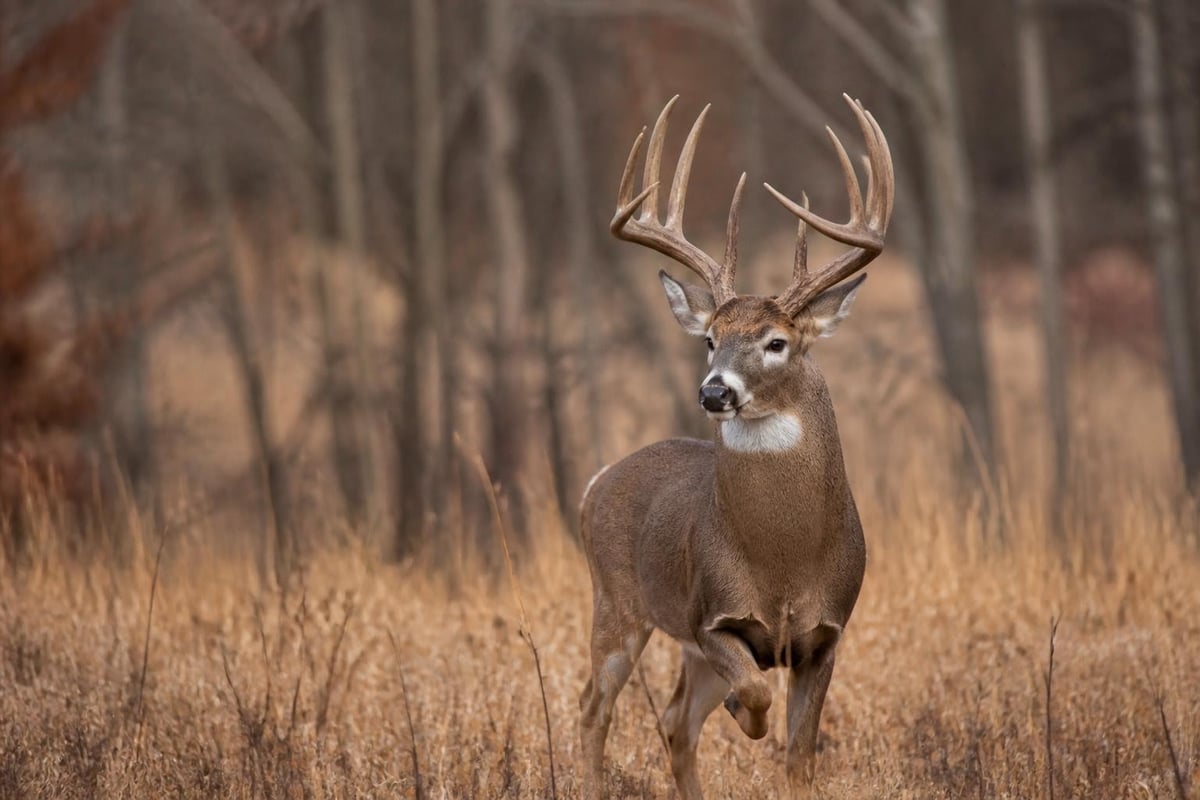 Whitetail deer behavioral phases