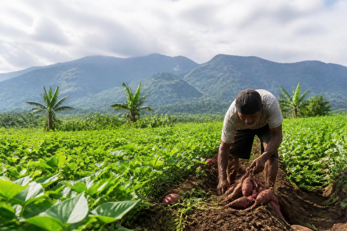 Sweet potato farming regions in Indonesia