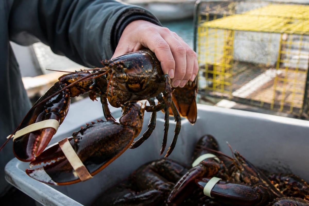Maine lobster sustainability practices
