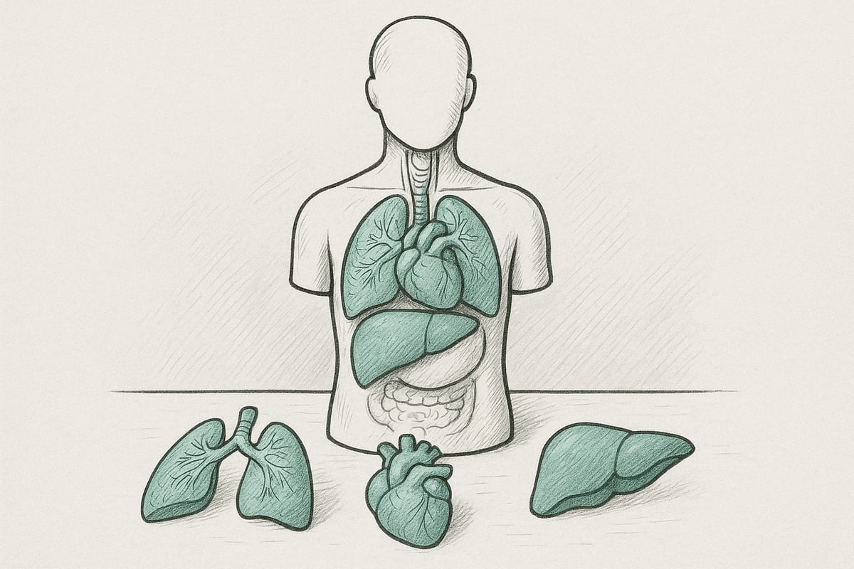 Hvad er en anatomisk model med organer?