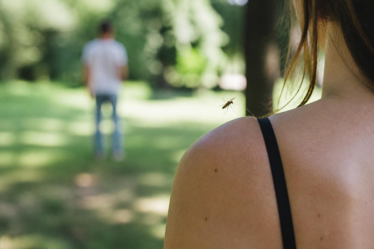 Mosquito scent tracking process
