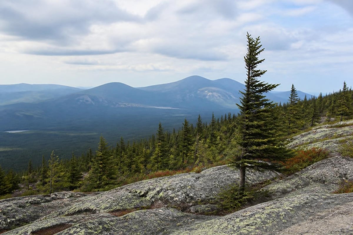 Interior Maine parks ecosystem