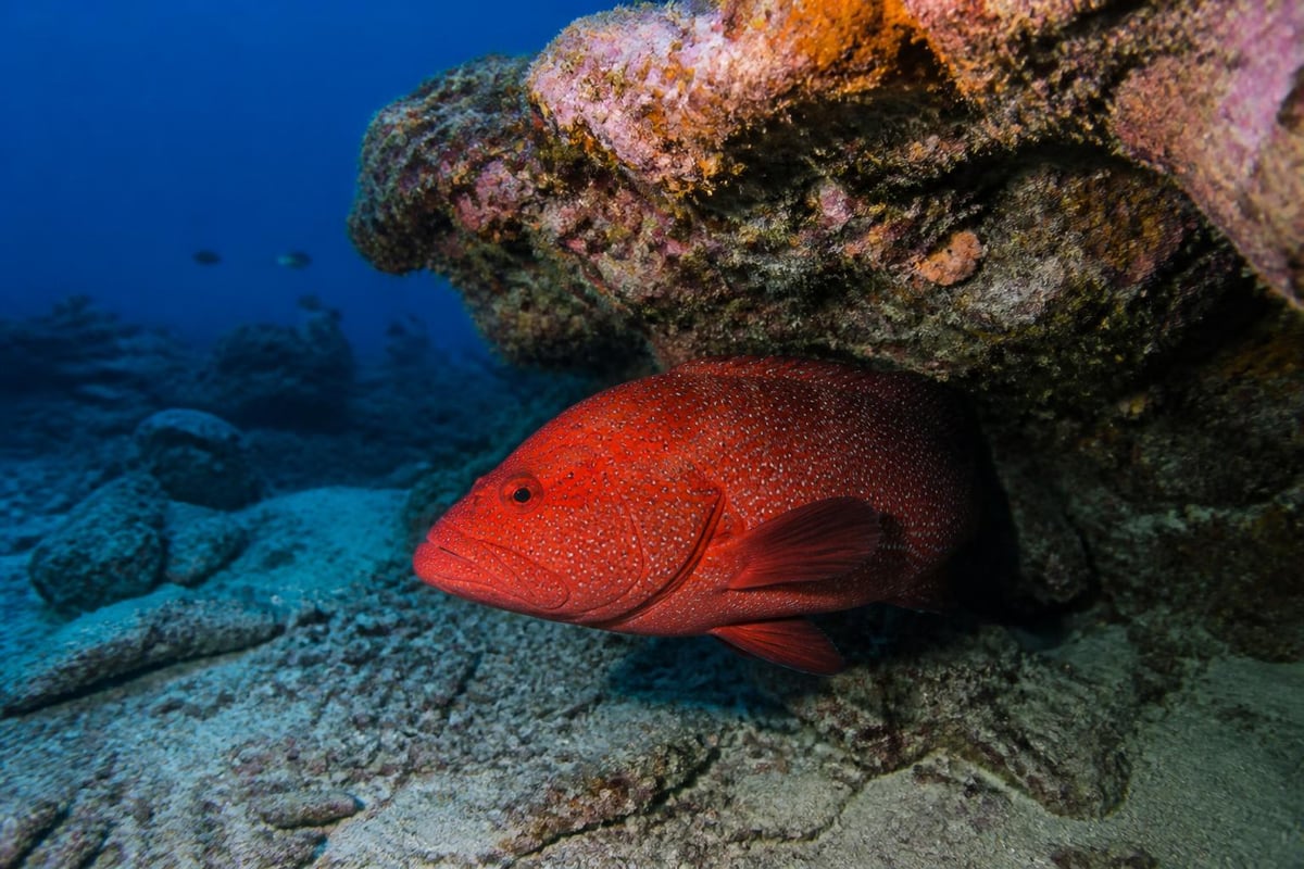 Red grouper ecosystem role