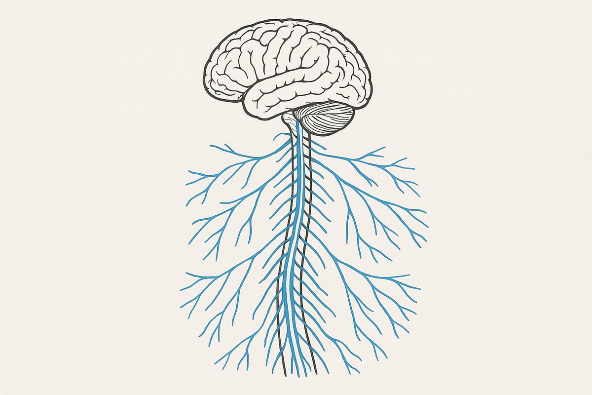 Hvad er neurologi? Grundbegreber og definitioner