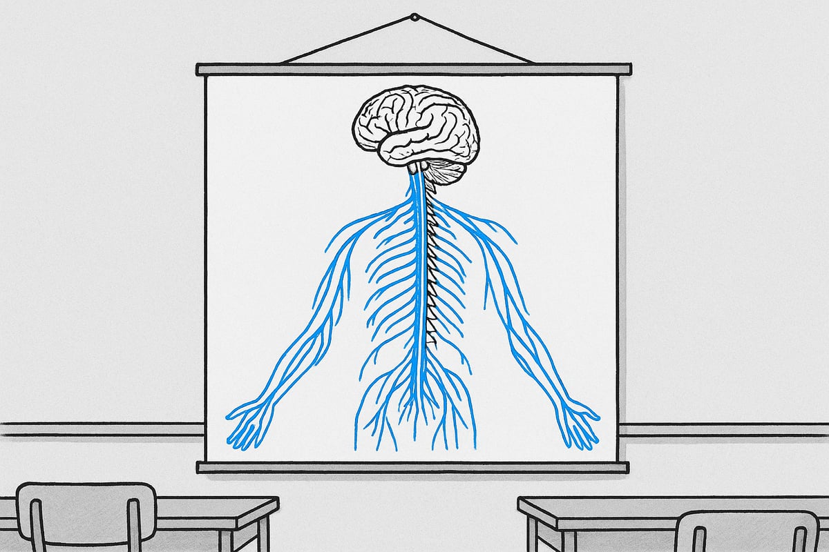 Hvad er en nerveplakat?