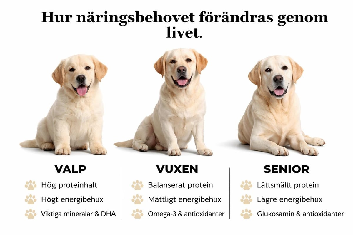Livsstadier för hundfoder