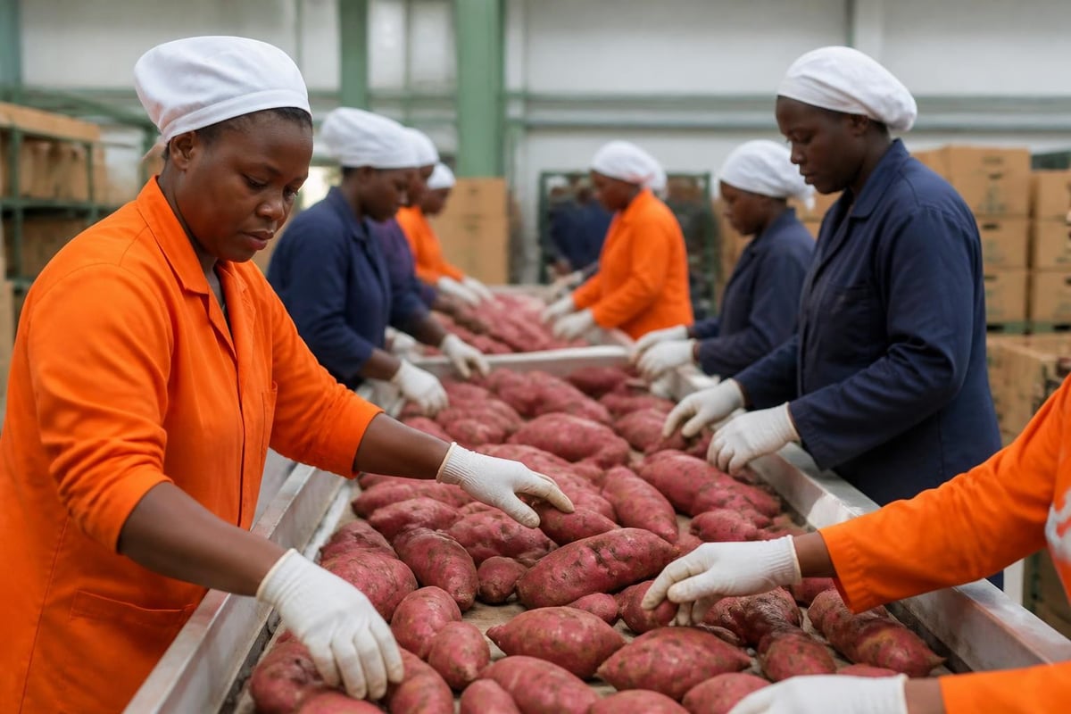 Sweet potato grading workflow
