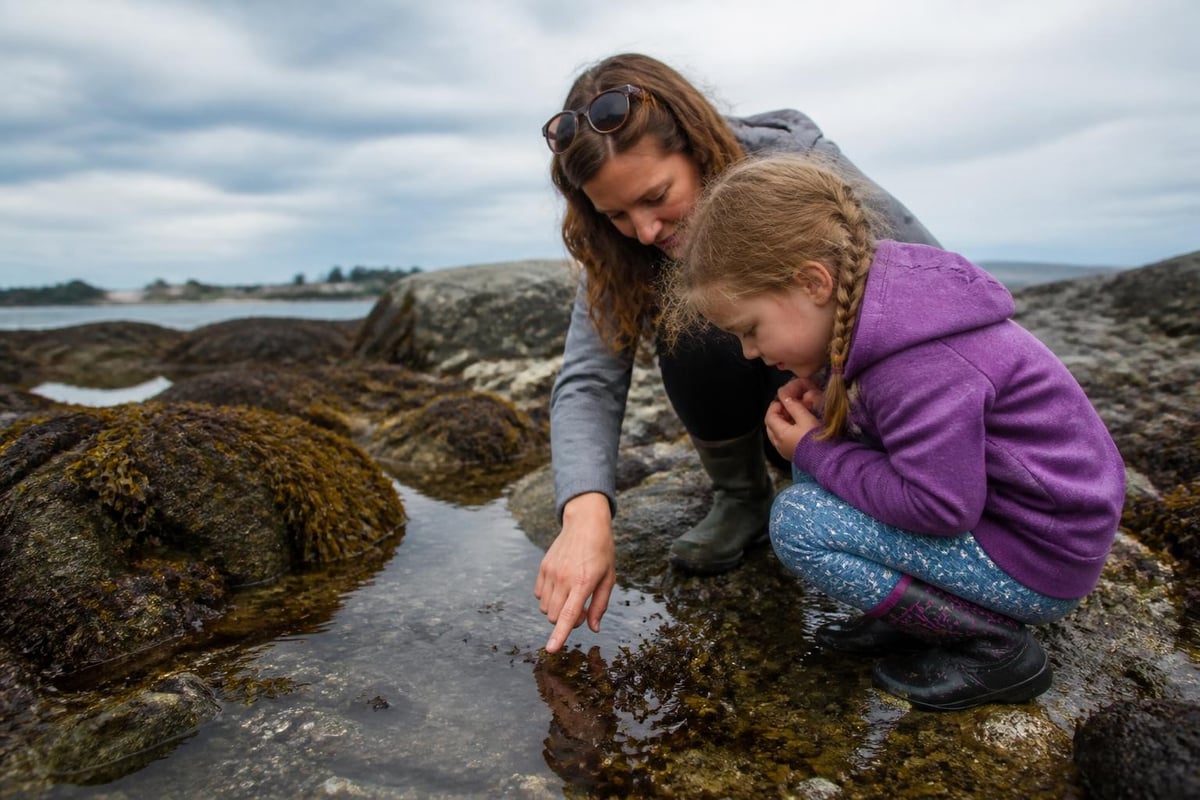 Tide pool ecosystem