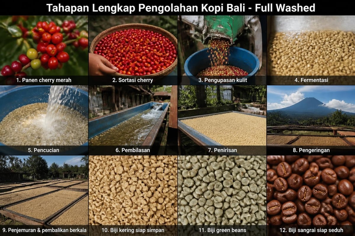 Proses pengolahan kopi Bali