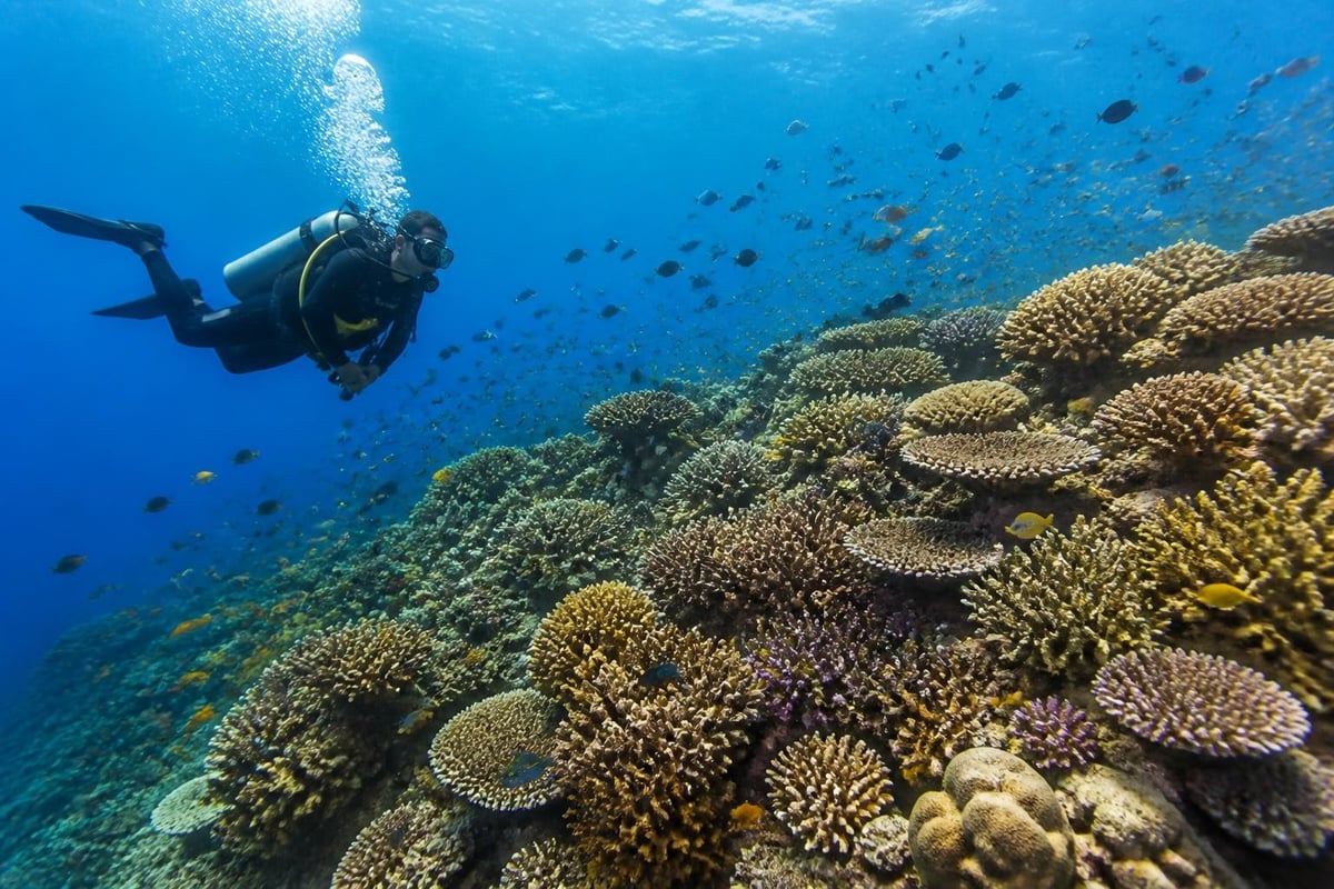Reef health indicators