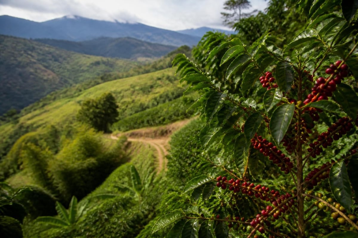 Coffee growing regions