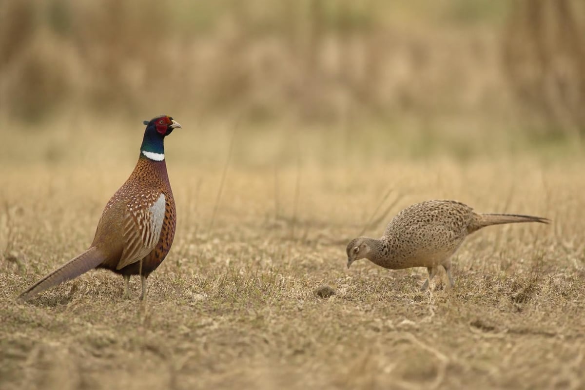 Upland bird habitat identification