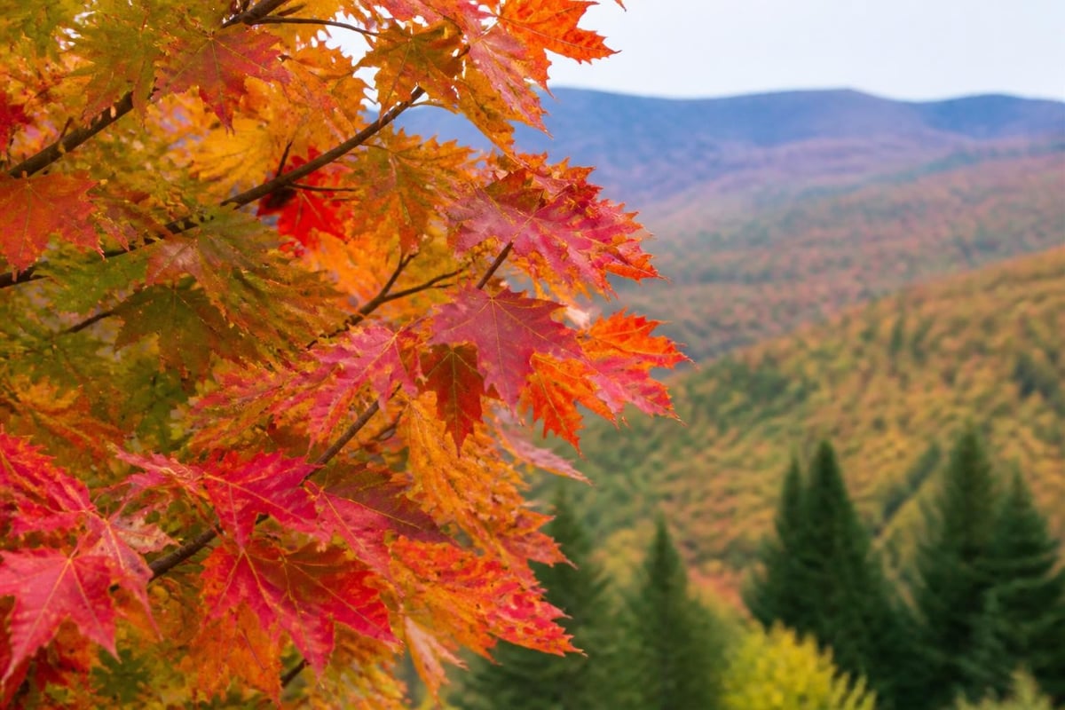 Fall foliage color change process