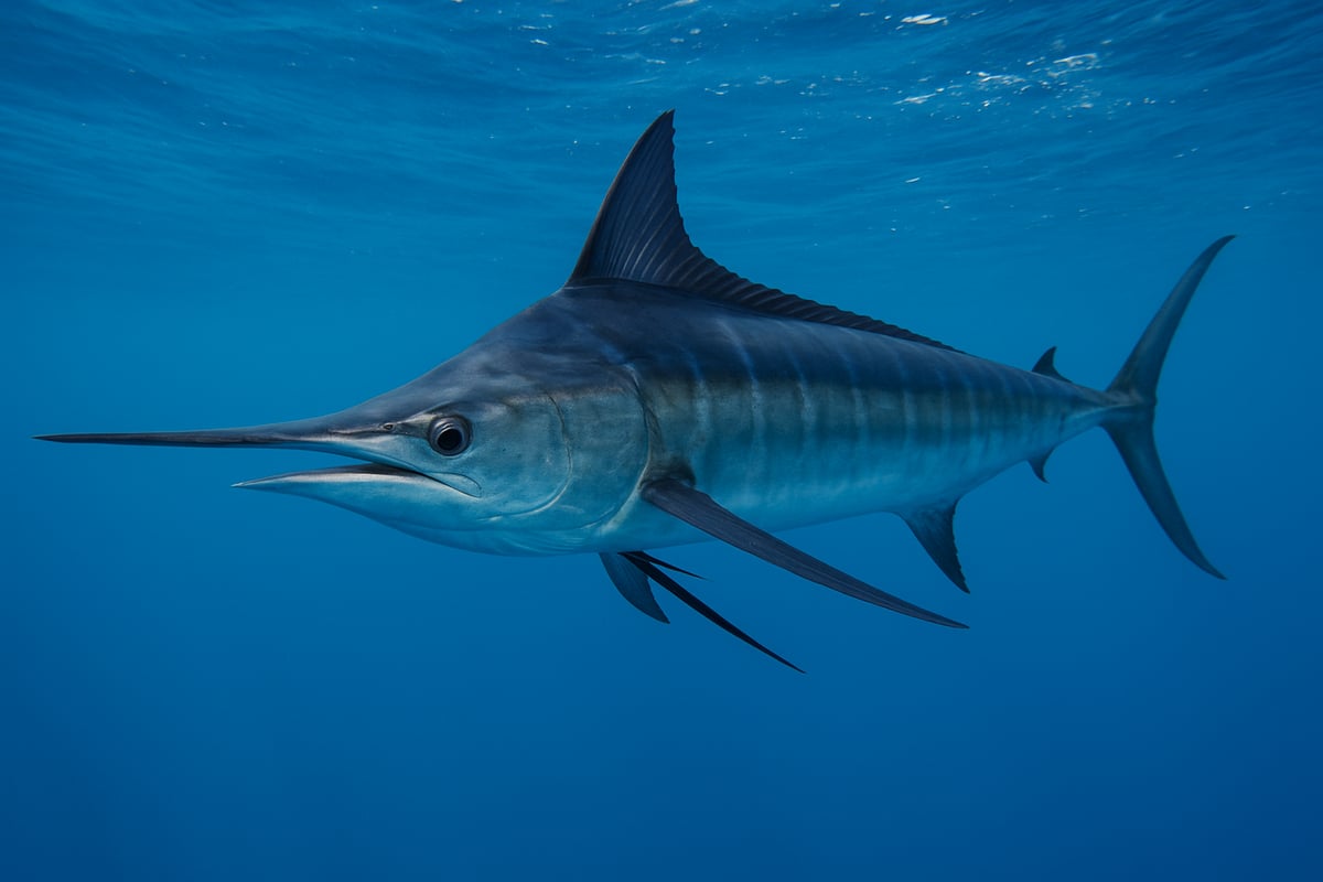Blue Marlin Overview: Species Profile