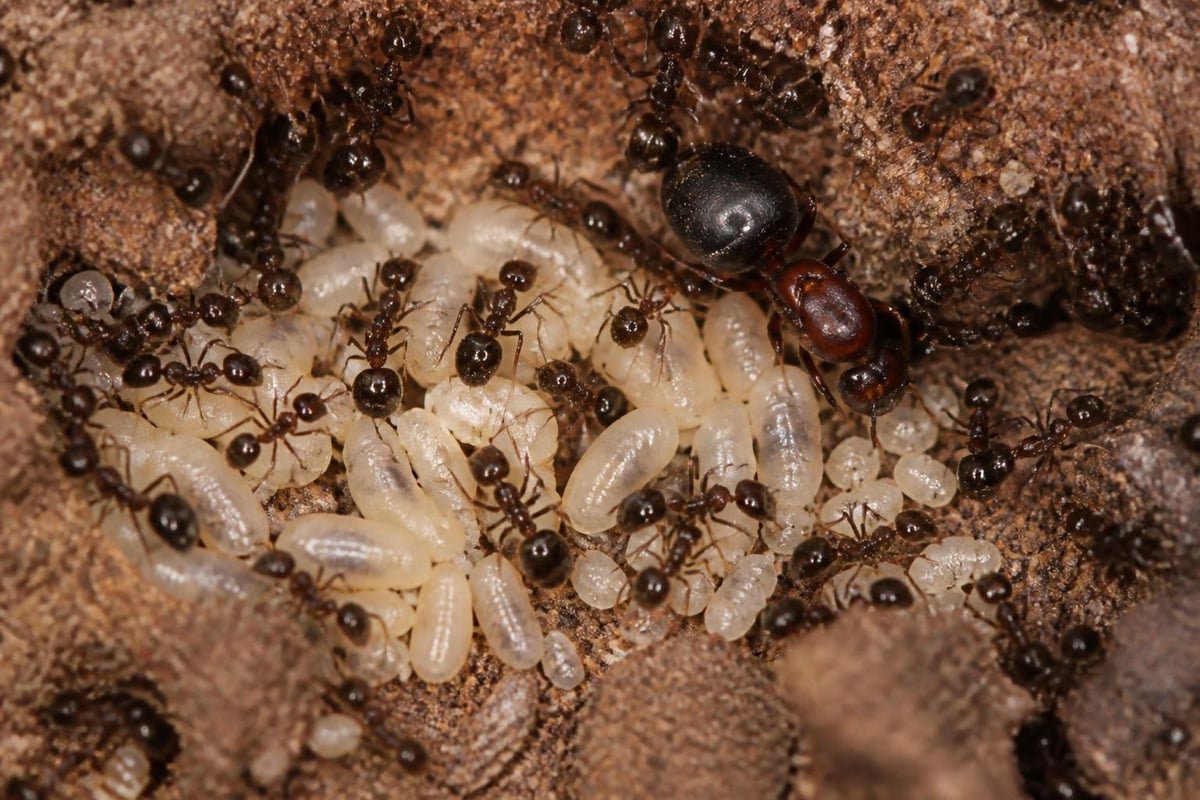 Ant Treatment: Complete Guide for Richmond VA Homeowners 1 Ant colony structure and communication