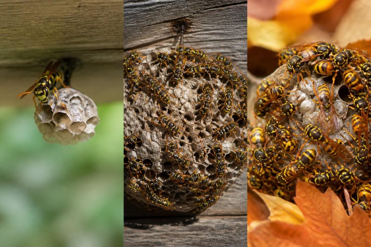 Yellow Jacket Hornet: Identification & Control Guide 2 Yellow jacket threat levels