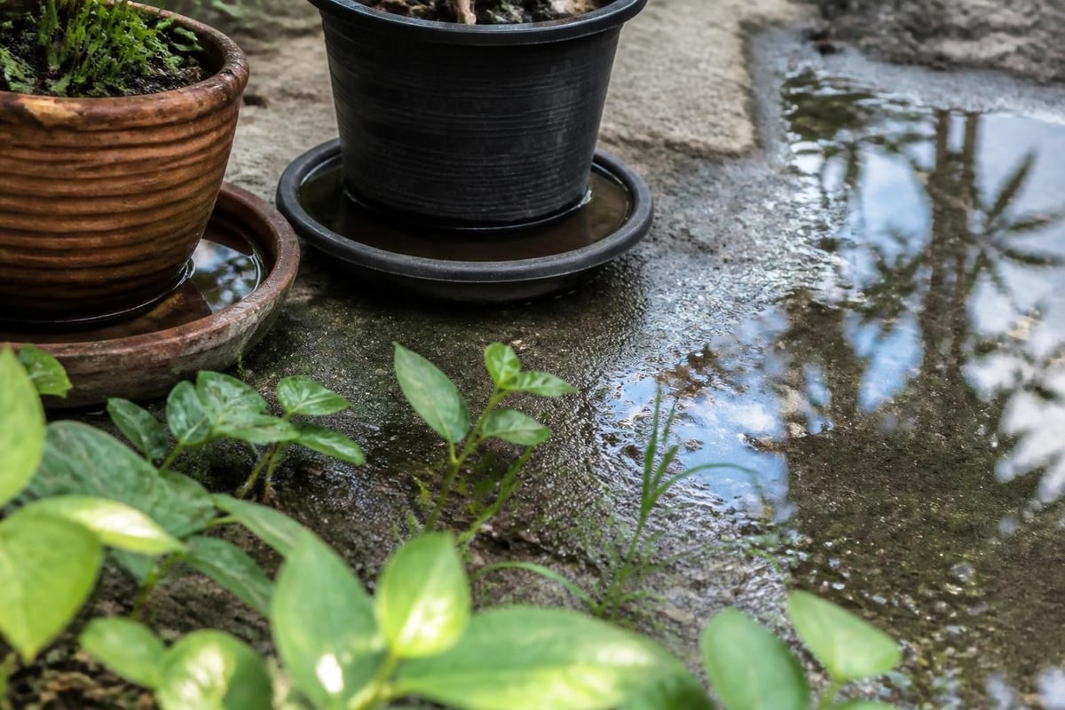 Ground mosquito breeding cycle