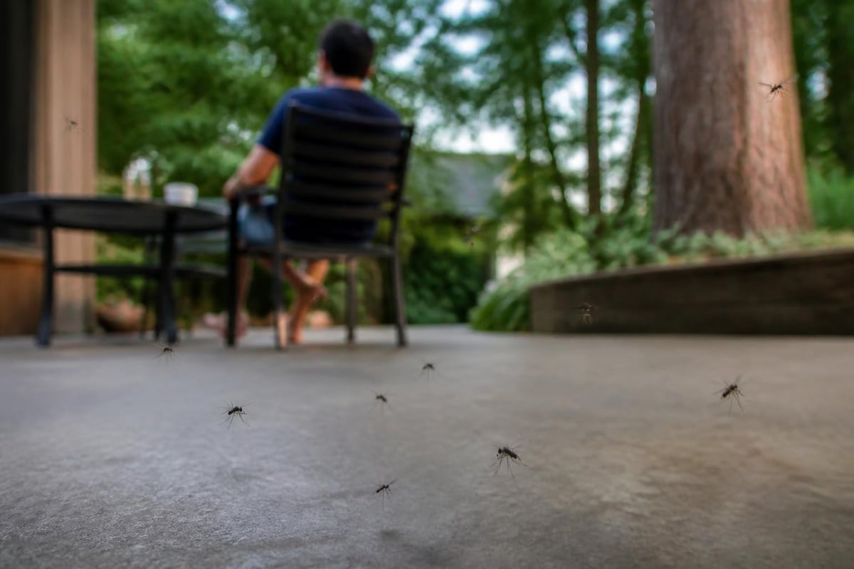 Mosquito scent detection zones