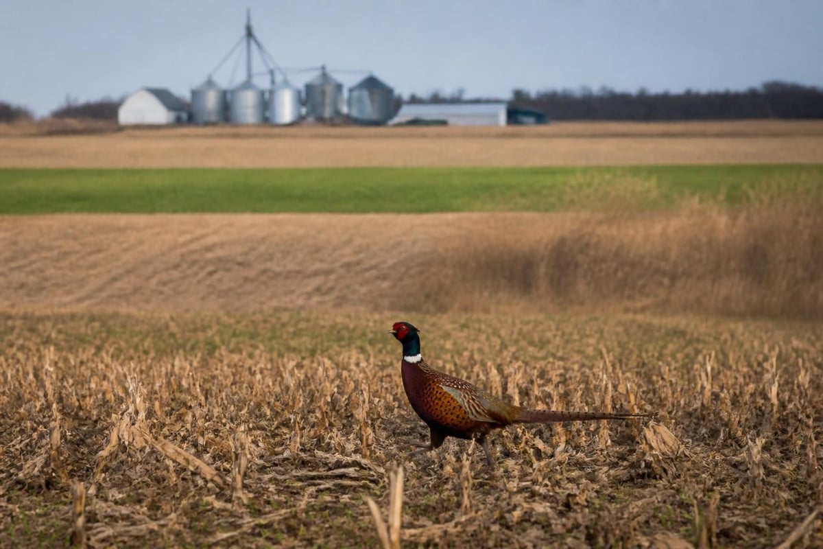 Illinois pheasant population factors