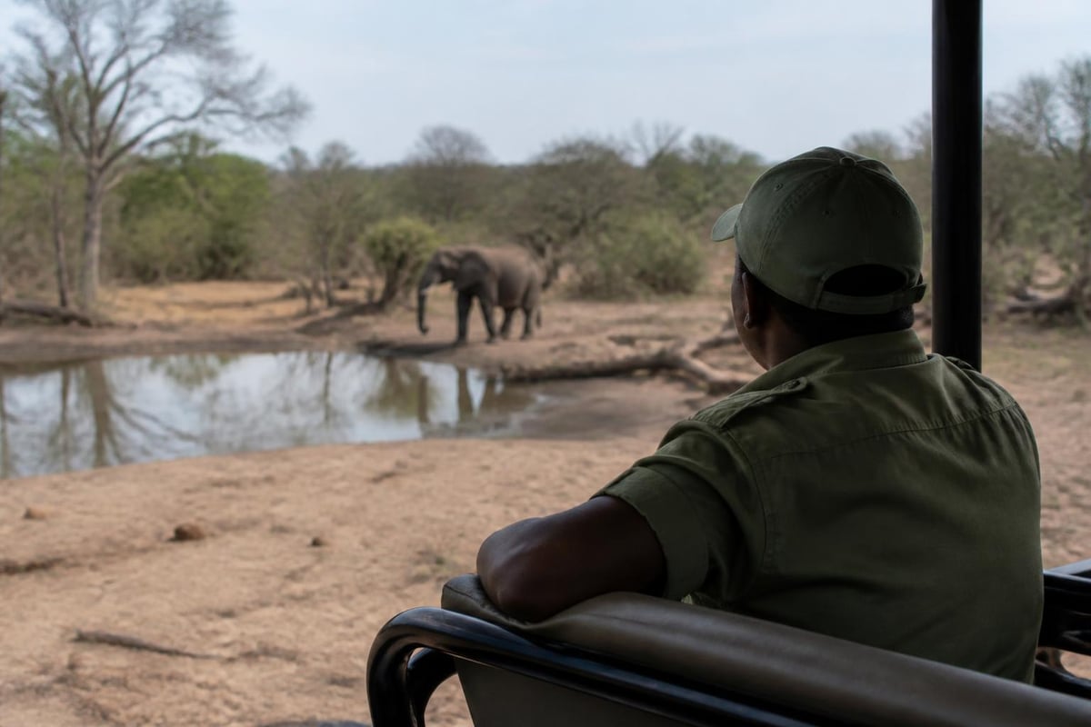Safari conservation impact