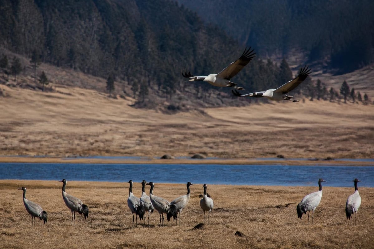 Black-necked crane migration pattern