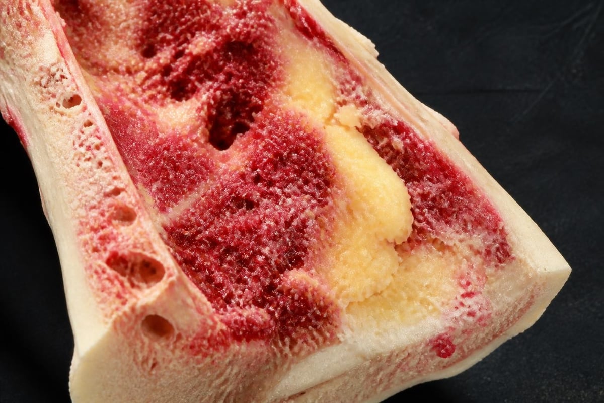 Bone marrow structure