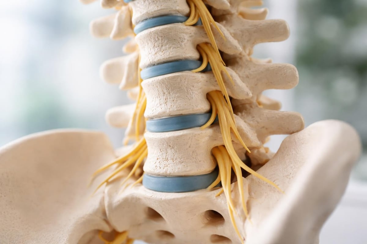 Spinal anatomy showing vertebrae, discs, and nerve connections