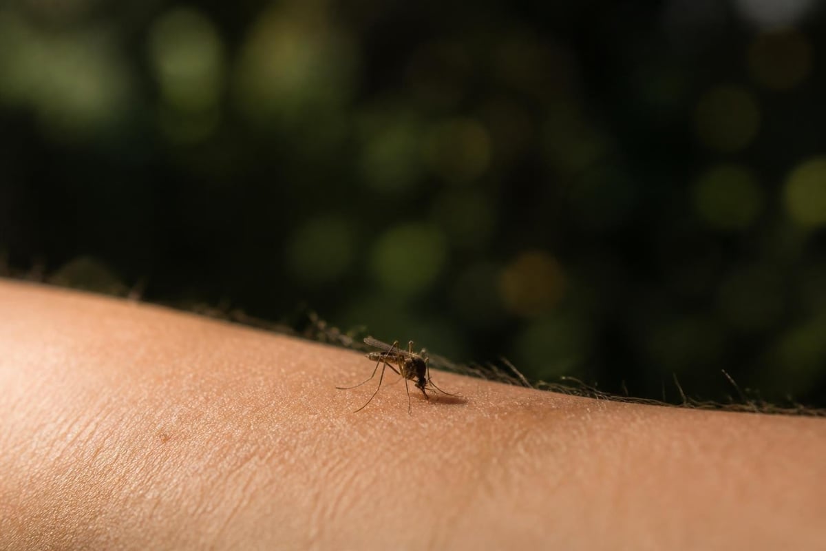 How mosquitoes hunt by scent