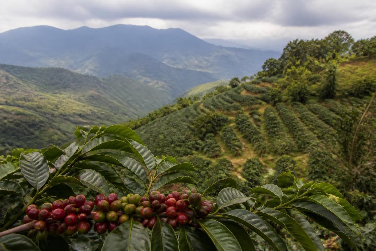 Coffee origin characteristics