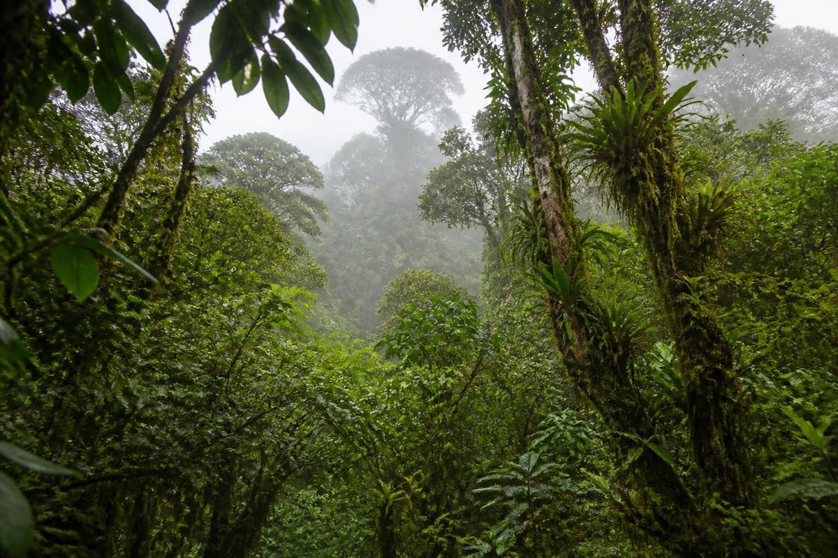 Cloud forest ecosystem layers