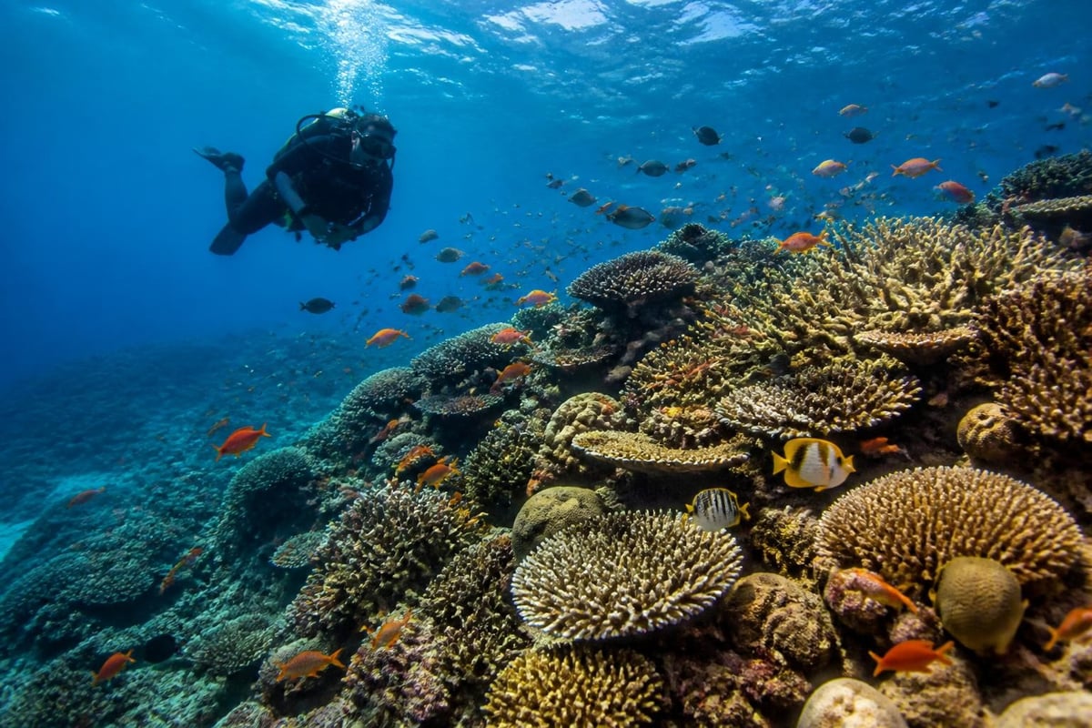 El Nido marine ecosystem