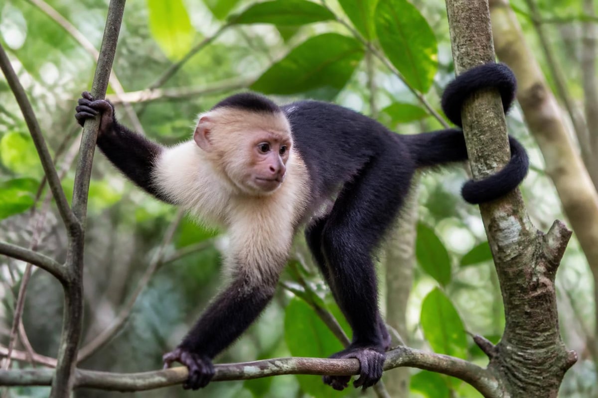 Adaptaciones ecológicas de capuchinos