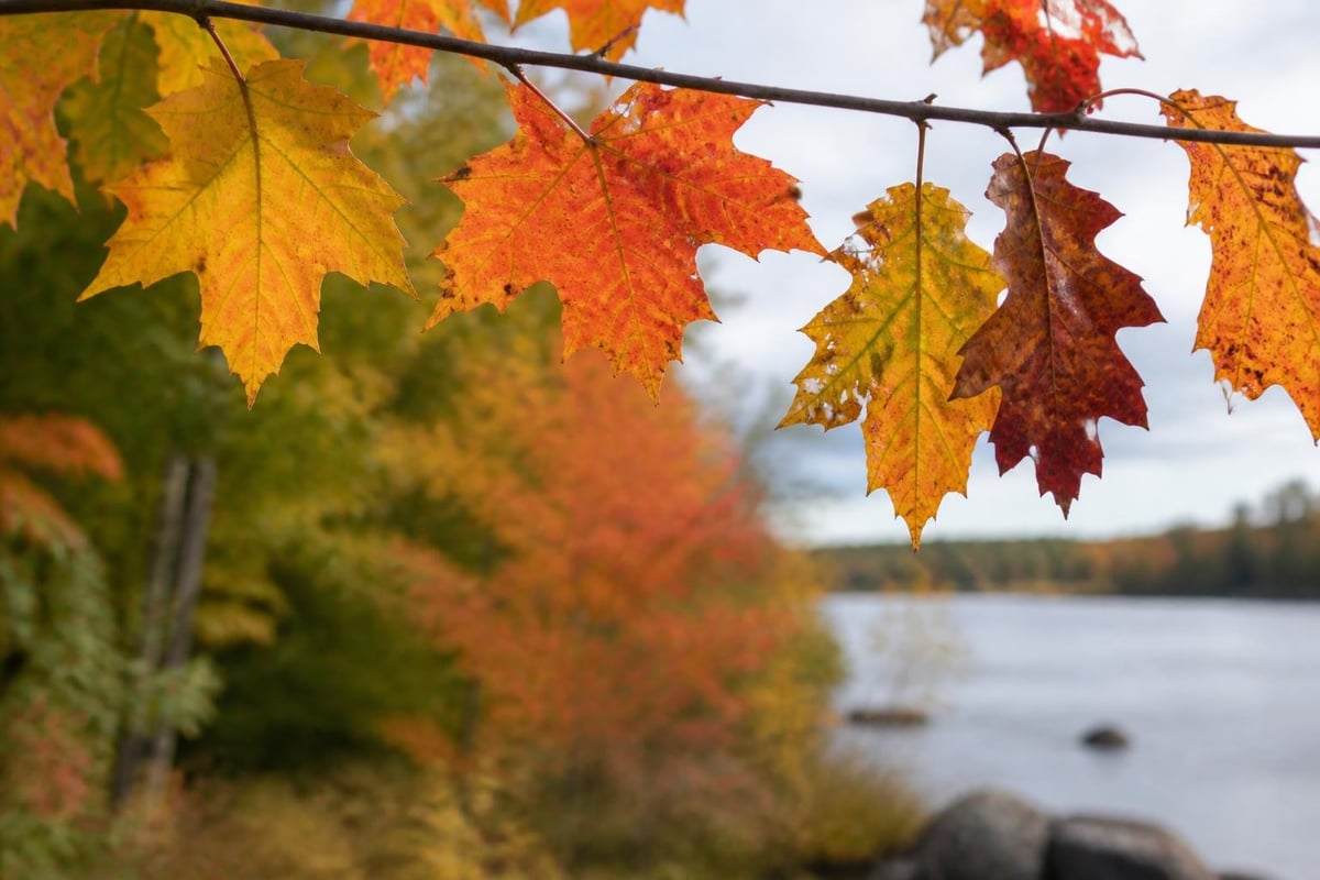 Maine foliage color development factors