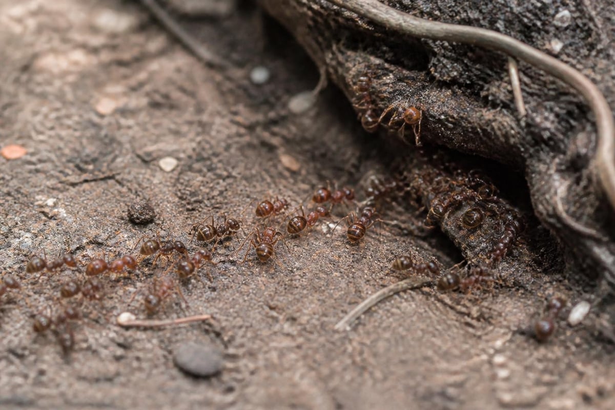 Natural Ant Killer Outside: Safe Outdoor Solutions 1 Ant colony behavior and foraging patterns