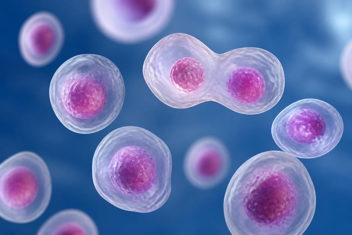 Stem cell division pathways