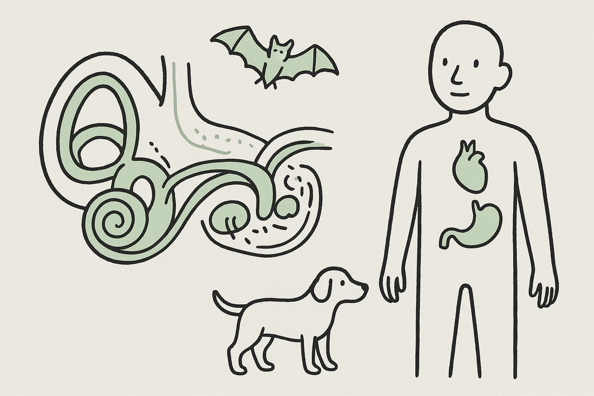 Udvidede Sanser: Balancesans, Proprioception og Interoception