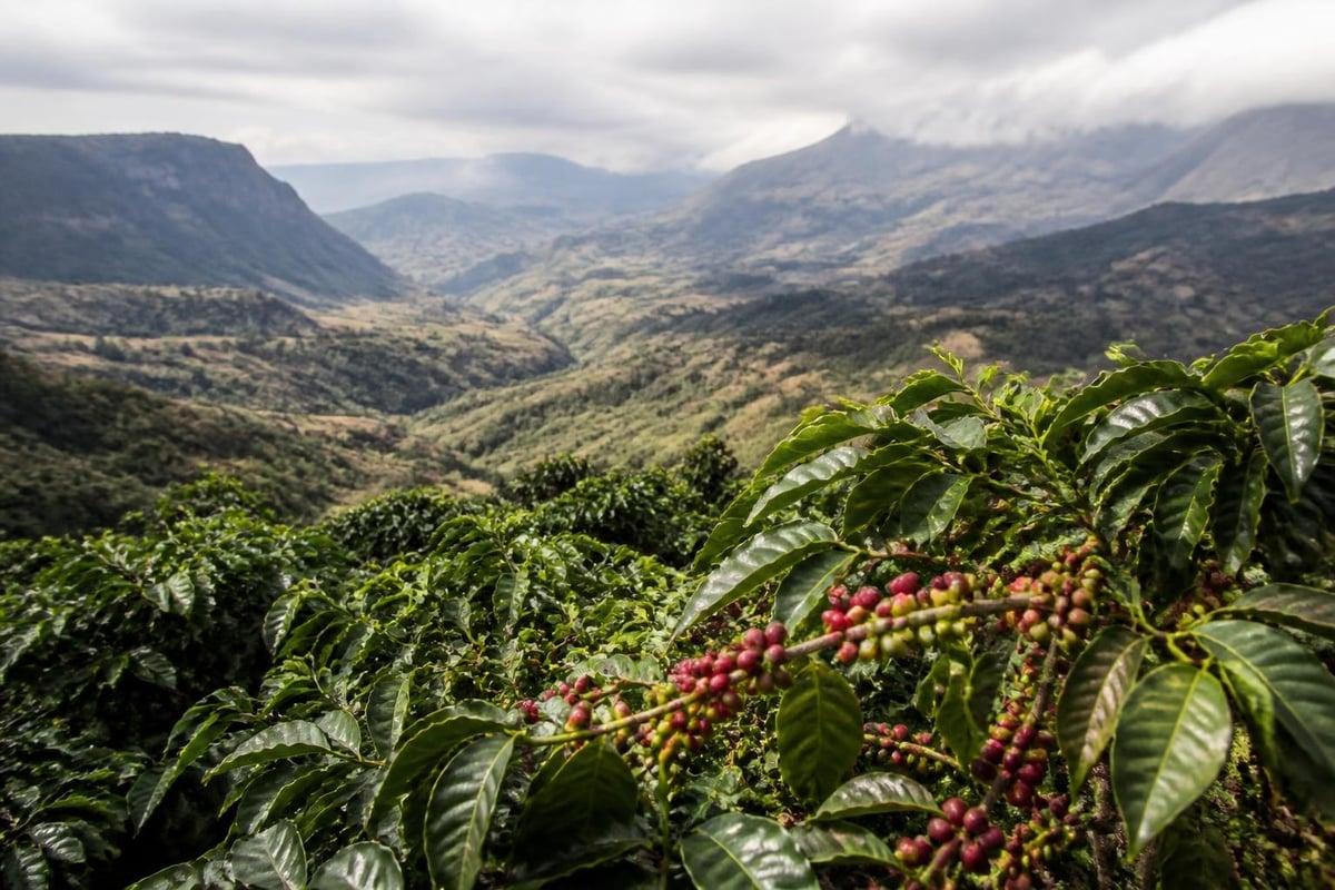 Forêts éthiopiennes d'altitude et développement naturel du café arabica