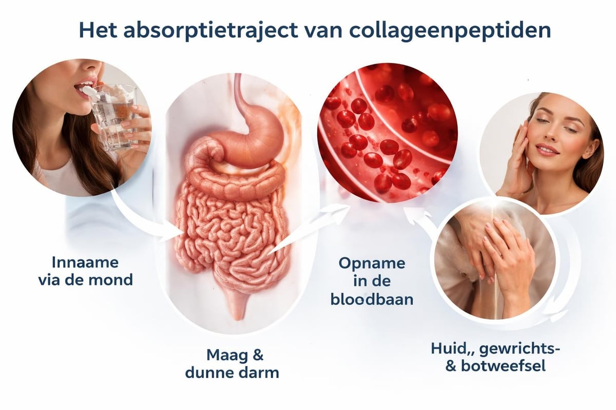 Collageen absorptieproces