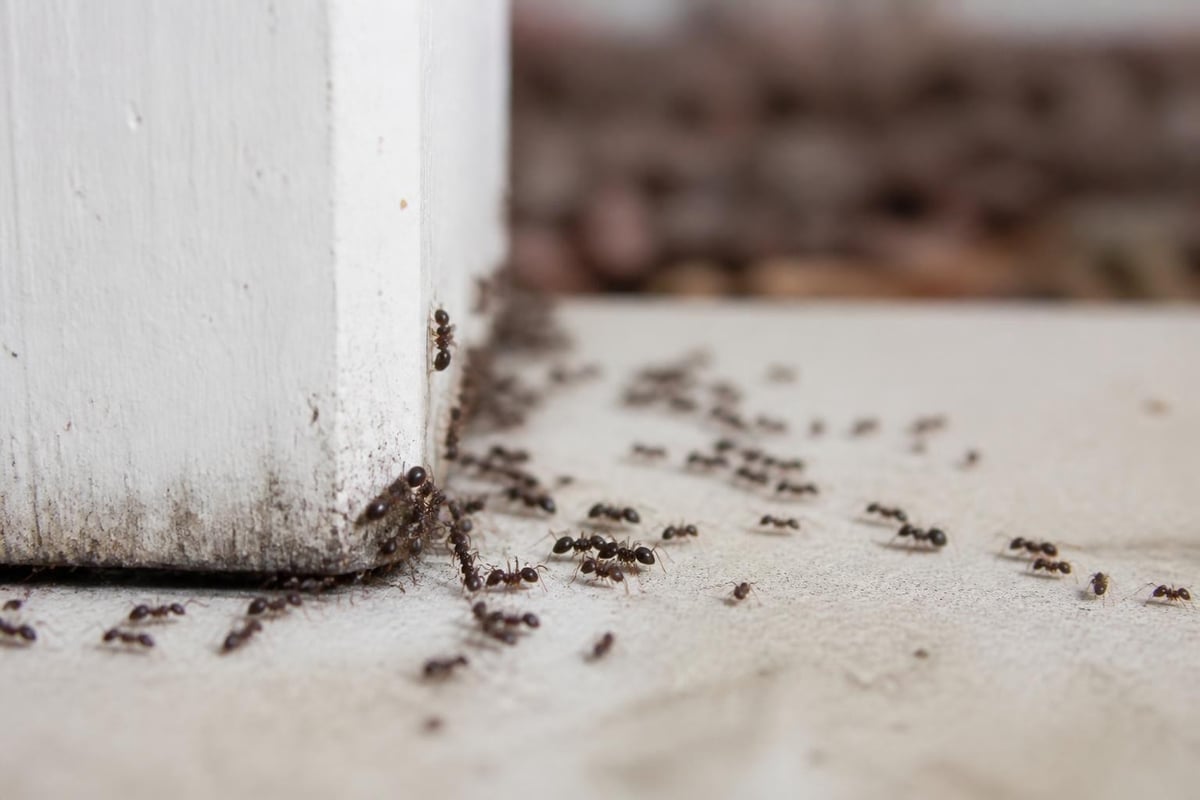 Natural Ant Deterrent: Safe Solutions for Your Home 1 Ant colony migration patterns