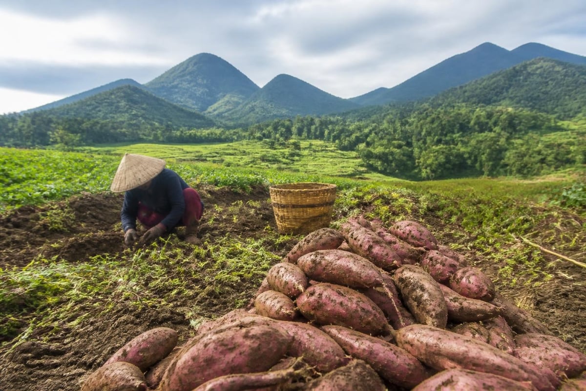 West Java sweet potato farming regions