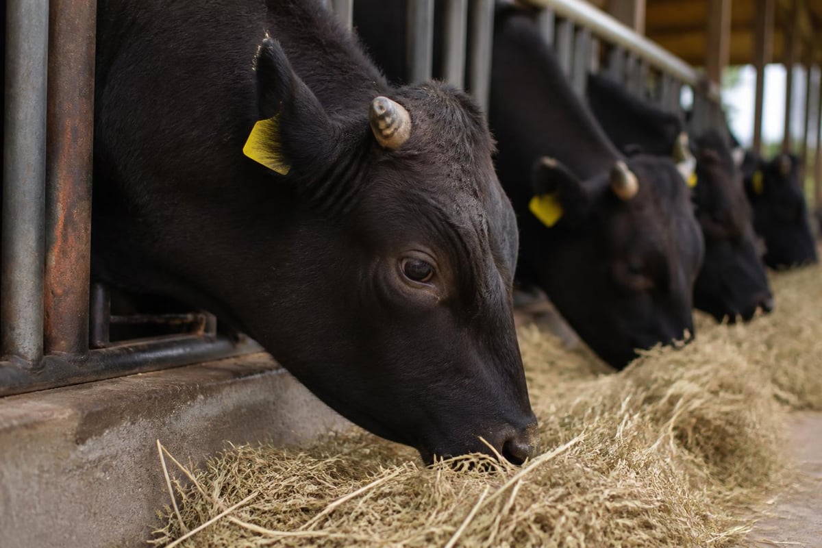 Seasonal wagyu variations