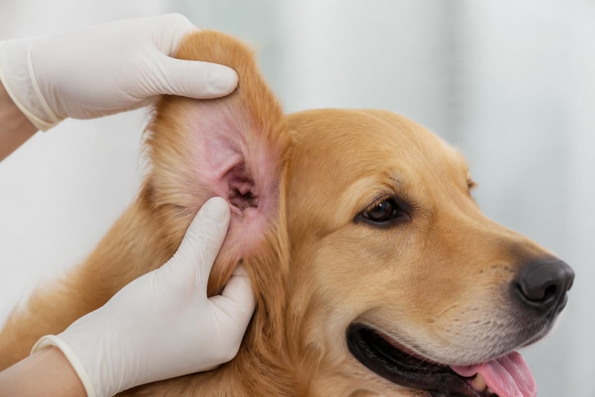 Dog ear anatomy diagram