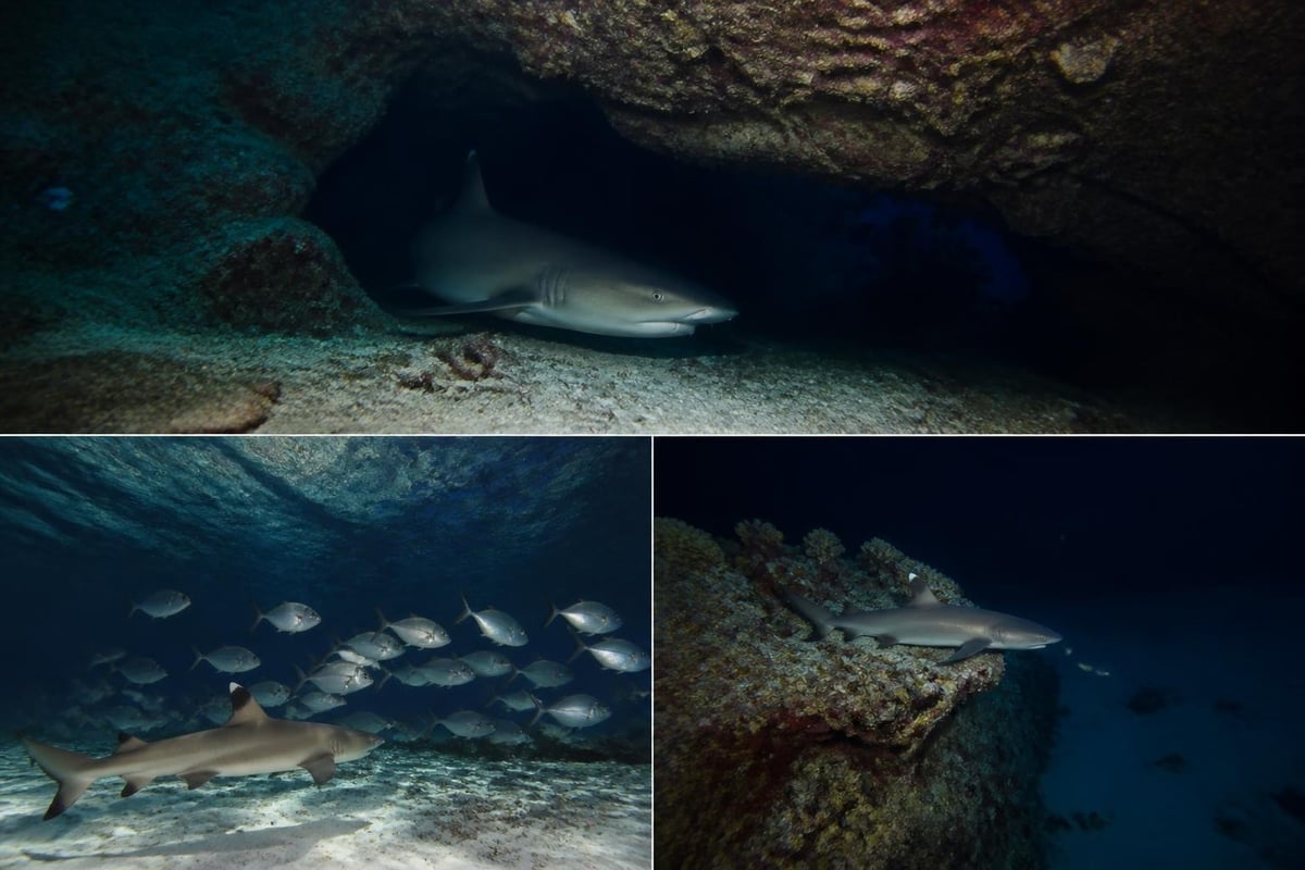 Reef shark hunting behavior