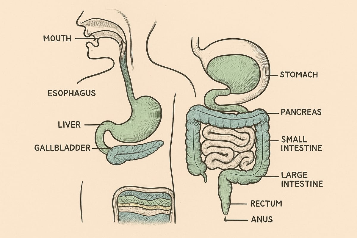 Tarmsystemets Anatomi: Opbygning og Funktioner
