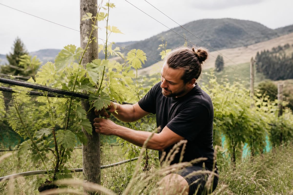 Hand-tending organic Pinot Noir vines