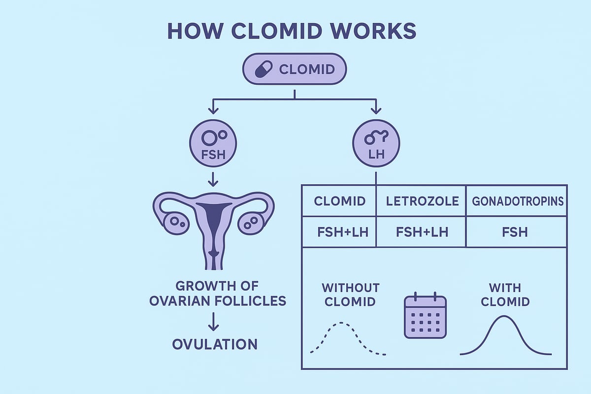 Wat is Clomid en Hoe Werkt Het?