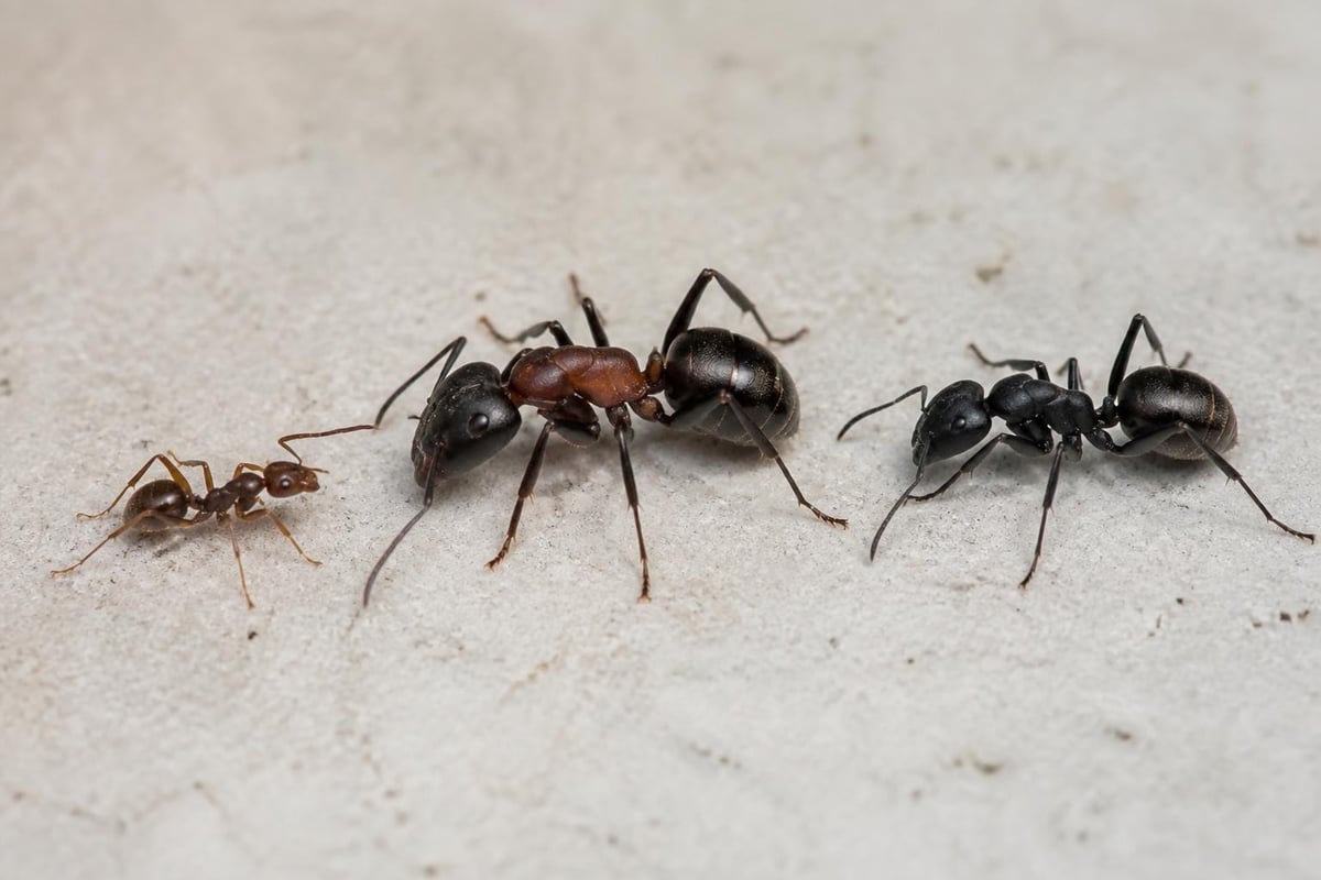 Black Ants in House: Expert Guide to Control & Prevention 1 Common black ant species identification