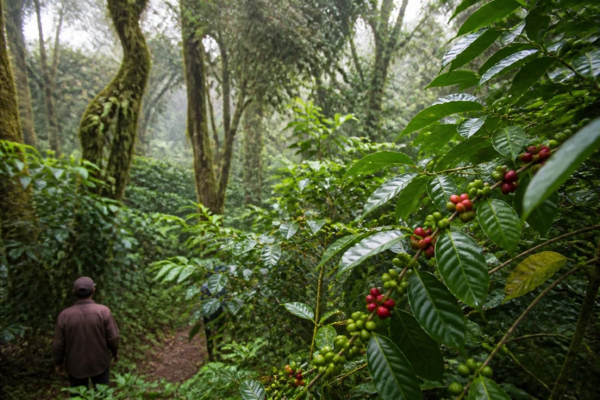 Conservation de la diversité génétique du café