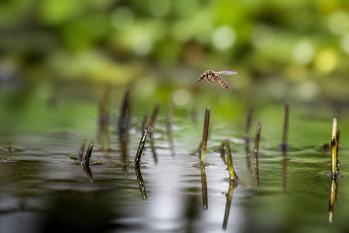 Florida mosquito breeding cycle