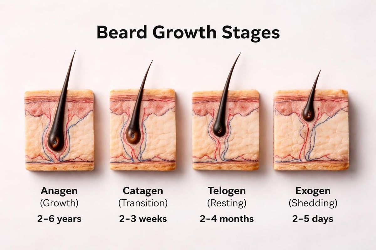 Beard growth cycle stages